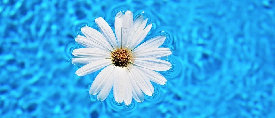 Květ v bazénu